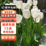 耘淘郁金香种球水培5度球花卉绿植种子土培植物水养盆栽室内室外耐寒 纯洁白 普里斯马5球+2包肥料