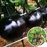 大禹菜苗秧蔬菜苗子大全活苗带土种苗夏季西红柿盆栽圣女果秧苗阳台 圆茄子苗秧苗 6棵