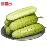 京地达山东旱黄瓜净重5斤源头直发包邮
