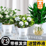 绿有意观音竹富贵竹水培植物带根花卉绿植绿萝室内盆栽转运竹子水养好养 飘香】观音竹+栀子花＋九里香