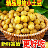 湖北恩施高山黄心小土豆新鲜洋芋9斤土豆马铃薯农家自留种马尔科 净重3斤 (乒乓球大小)