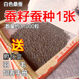 奥狸狸【当天发货】蚕宝宝卵学生蚕籽蚕卵蚕蛋天然彩蚕子杂交桑蚕种春蚕 桑蚕散种1张约31000粒+清理网羽毛