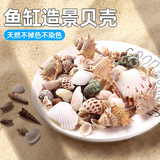疯狂水草天然贝壳海螺适配小米鱼缸造景水族箱全套布景海星装饰生态摆件 【中号】天然贝壳海螺100G