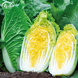 寿禾大白菜种子大全老品种秋播四季农科院娃娃菜山东蔬菜播天津青籽 （翡翠白菜）黄心白菜种子5g
