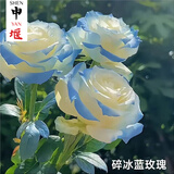 申堰【2颗】碎冰蓝玫瑰玫瑰老桩花卉绿植盆栽阳台花卉玫瑰花盆栽室内 稀有碎冰蓝共【2颗】