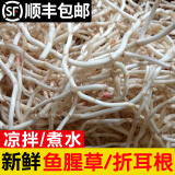辰实【发顺丰】鱼腥草新鲜 折耳根叶子 侧耳根节节根蔬菜现挖发 2斤鱼腥草根根