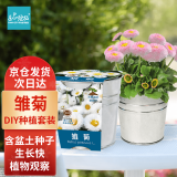 IAM City Farmer雏菊DIY植物种植趣味盆栽儿童种植植物科学课观察植物趣味种植