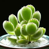 多肉植物小盆栽批发套装多肉组合桃蛋玉露绿植花卉桌面阳台办公桌 熊童子  5-6厘米  塑料盆栽好