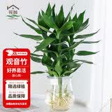 花翁富贵竹水培绿植招财转运室内客厅水养花卉盆栽植物文昌竹源头直发