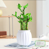 绿有意步步高观音竹富贵荷花竹水养土培盆栽室内桌摆植物吸甲醛水培植物 步步高富贵竹（白南瓜自吸水盆） 含盆