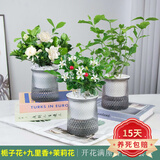 欧悟 室内办公桌面绿植净化空气除甲醛水培植物小绿植花卉盆栽绿萝 C【栀子花+茉莉花+九里香】 带盆栽好