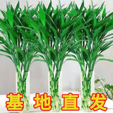 富贵竹水培植物盆栽绿植花卉室内花客厅招财水养转运竹节节高 粗竹80厘米左右高度10颗 不带花瓶
