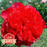 欧悟 带盆栽好 带芽芍药种根 根块 芍药花苗盆栽地栽花卉庭院阳台植物 锦绣H