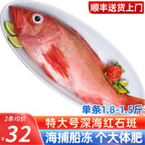 海皇湾红石斑鱼 冷冻整条深海大龙胆鱼富贵鱼海鲜水产 【超大规格】1.5-1.8斤*2条