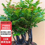 欧芽小叶紫檀盆景树苗紫檀树桩室内阳台盆栽花卉绿植植物z6 桩形 高10-20厘米 单棵