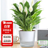 花翁水培盆栽室内办公绿植花卉 A级大盆白掌（光汐吸水盆）源头直发