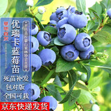 四万公里【买一送一】蓝莓树苗优瑞卡果树树苗南北方种植阳台盆栽地栽苗