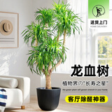 植男植女各种大绿植客厅盆栽落地真盆栽龟背竹幸福树造型龙血树源头直发