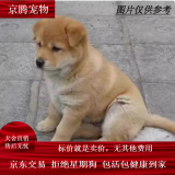 麦基乐 中华田园犬家养幼犬土狗小狗大黄狗纯黑小白狗体活体种狗 田园级 黄色田园犬 公母备注