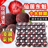秒时鲜【顺丰】浙江仙居东魁杨梅皇特大果礼盒当季杨梅新鲜水果仙居杨梅 东魁送礼款12A120颗礼盒