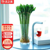 沭之美水培绿植水养植物花卉 龙竹10支约40-50cm高-不含瓶 源头直发