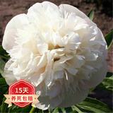 欧悟 带盆栽好 带芽芍药种根 根块 芍药花苗盆栽地栽花卉庭院阳台植物 白芙蓉A