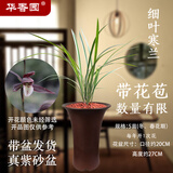 华香园兰花 细叶寒兰 浓幽香型带花苞开盲盒室内外盆栽花卉耐阴绿植苗 细叶寒兰5苗带真紫砂盆（棕色高款）带花苞