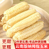 滇味十足（DIANWEISHIZU）云南西双版纳拇指小玉米宝宝代餐软糯香甜早餐玉米健康代餐 【拇指白糯6根】约40克/根