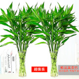 若绿富贵竹水培植物花卉盆栽室内客厅转运绿植办公室好养源头直发包邮 富贵竹高65-70厘米20支（小竹）