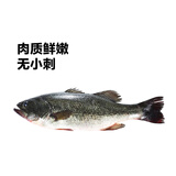 鲜活鲈鱼400-500g/条