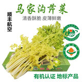 嗯嗯乐山东青岛特产正宗马家沟空心芹菜有机嫩芯大黄叶精品菜芯 精品芹菜2斤礼盒装