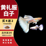 疯狂水草孔雀鱼活体水族宠物观赏鱼冷水耐活小型热带鱼淡水鱼苗 黄礼服白子孔雀鱼2对【4CM左右】