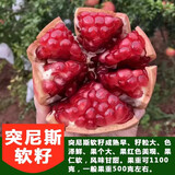 言清【买2送1】嫁接车厘子树苗樱桃树苗南北方庭院阳台盆栽地栽果树苗 突尼斯石榴树苗 六年苗粗度2公分