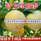 正宗蜂糖李树苗蜜糖李地栽脱骨大果四季种植当年结果蜂糖李子苗 试种 苗一颗 特大蜂糖李树苗