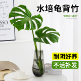 壹植龟背竹水培植物盆栽大号老桩室内客厅天堂鸟花瓶耐阴常青好养绿植 龟背竹50～60cm一棵【送营养液】