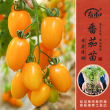 寿禾 蔬菜苗活苗带土发货大全菜苗种苗秋冬各种秧苗山东寿光苗子阳台 [金玲珑]黄圣女果苗 6棵