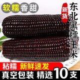莺栖东北黑糯玉米10根装新鲜黏糯香甜黑鲜食玉米棒真空包装粘苞米香甜 黑糯玉米 5支装