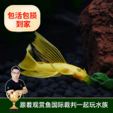云峰海瑞清洁鱼活体热带鱼观赏鱼水族宠物工具鱼垃圾鱼老鼠鱼鱼缸除藻 黄金胡子大帆3条（3-5厘米）