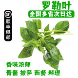 新鲜香料 西餐调料 罗勒叶 250g