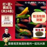 美人雾斑马鱼活鱼活体斑马鱼活体热带鱼小型观赏鱼孔雀鱼斗鱼淡水观赏鱼 红+蓝+黄斑马（共24条)