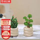 沭之美多肉植物绿植花卉盆栽 聚财山+金钱木+米色甜甜圈陶瓷盆 源头直发