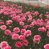 六倍利种孑七彩盆栽四季开花易种活花种子籽室内花卉植物 （白边康乃馨200粒+肥）