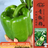 寿禾 甜椒种子苗灯笼椒彩椒不辣菜种籽 潍丰赛尔威2号绿甜椒种子60粒