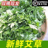 艾草新鲜食用蔬菜现摘清明草粑粑青团3斤顺丰艾叶新鲜艾草叶 【顺丰快递】 500g