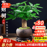 叹为观止18种吊兰任你选金边吊兰各种盆栽花卉客厅垂吊桌面植物净化空气 单杆发财树【紫砂盆+复古底座】 含盆