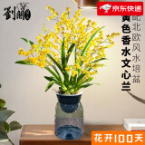 劉閣蘭花5色可选 水培梦香兰花带懒人盆发货年底开花奶油香水味室内花卉 黄色文心兰带5支花苞 带北欧盆