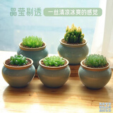 墨一玉露多肉植物带盆栽好蓝镜玉露办公室桌面盆栽植物花卉教师节礼物 精品龙泉青瓷3盆栽好【带竹托】 带盆栽好