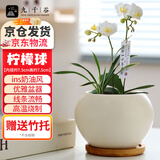 九千谷陶瓷花盆新款简约ins风蝴蝶兰多肉花盆创意个性花盆1个装3819