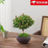 八芽 小叶赤楠盆景摆件室内绿植花卉盆栽老桩客厅办公室桌面好养植物 （舍得紫砂盆赤楠+铺面）