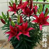御春阁带芽孢百合花盆栽 香水百合花种球重瓣百合四季种植室内花卉盆栽 红色百合种球10个+肥料 一代球